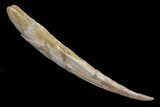 Large, Hybodus Shark Dorsal Spine - Cretaceous #73129-1